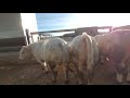 شاهد السلاله الرائده في التسمين بدون منازع pure calves charolais