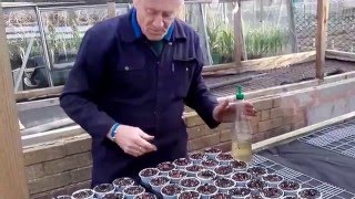 How to plant Onion Sets, by Mick Poultney