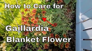 How to Care for a Gaillardia or Blanket Flower - Tips and Trick - How Big to They Grow ???