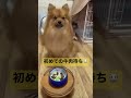 家で初めて牛肉を食べるポメラニアン ポメラニアン わんこ 愛犬 pomeranian dog