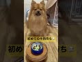 家で初めて牛肉を食べるポメラニアン ポメラニアン わんこ 愛犬 pomeranian dog