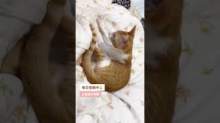 【保護猫】ふみふみしてお昼寝の準備を整える子猫#保護猫 #子猫 #cat #ふみふみ