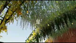 爱人是蜜糖 - 岁月留声(2) - 电影《杀机重重》插曲     演唱 : 崔 萍     作曲 : 姚 敏     作词 : 李隽青