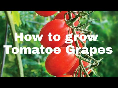 How To Grow Tomatoes (step By Step Tutorial) - YouTube