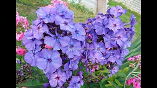 Флокс метельчатый (phlox) .Уход и размножение весной .