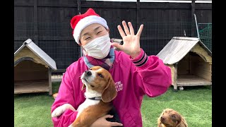 【賛美歌紹介】vol.3　お生まれだイエス様が  feat.Dogs♪（クリスマス曲）