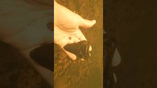 GIANT MEGALODON TOOTH FOUND IN RIVER