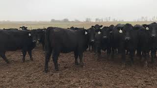 Natural Bred Heifers for Sale - Woodlands Ranching - Saskatchewan Winter 2021/2022