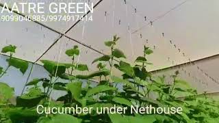 Cucumber under Flat Nethouse -Low cost - |AATRE GREEN|