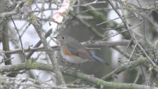 Red Flanked Bluetail, Marshfield, Gloucester