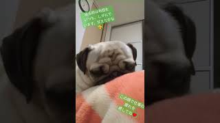 この顔にいつも癒やされてます♥#パグ #犬 #pug #かわいい犬 #癒し