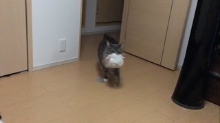 毎朝あまえる猫 ノルウェージャンフォレストキャットfawn on.Norwegian Forest Cat.