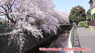 【杉並桜2018】隠れた名所？神田川、玉川上水の桜