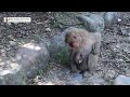 ときどき癇癪を起す赤ちゃん猿 sometimes tantrums. baby monkeys. monpai monyet 子猿 香川 土庄町 小豆島 銚子渓 お猿の国