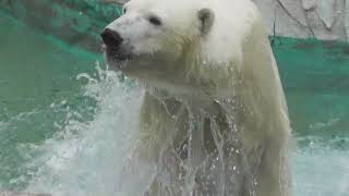 おやつタイム中も、飼育員さんを見逃しません！フブキくん♪＃東山動植物園