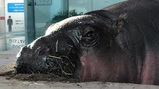 【上野動物園】素顔のモトモト