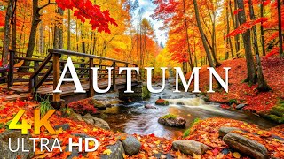 Autumn 4K - Exploring Stunning Autumn Around The World, Scenic Relaxation Film - 4K Video Ultra HD