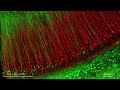 mouse hippocampus neurons