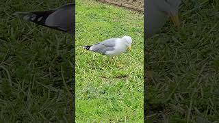 Dancing Seagull in Rome