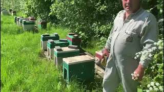 Checking the Buckfast Argentina Queens.