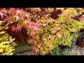 japanese maple trees acer palmatum sango kaku hardy acer with beautiful pink bark