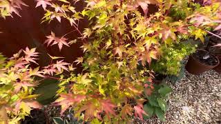 Japanese Maple trees, Acer palmatum, Sango Kaku hardy Acer with beautiful pink bark