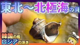 【極寒の海】北の海にしかいない貝殻が大量！！【貝殻拾いの旅】in 北海道！！後編