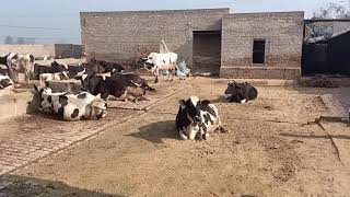 Kang Farm Bathinda (cow Farm)