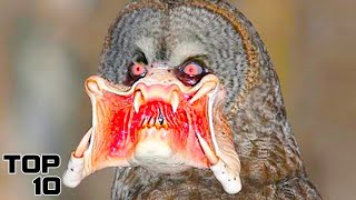 Top 10 Newly Discovered Species That Have Scientists Horrified