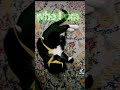 marvel loki lokiseason2 mischievous prank cat pets mask horns fun kitten zoomies