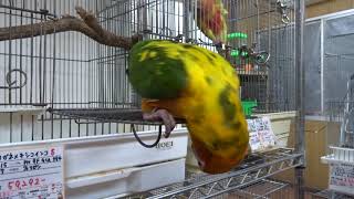 こんぱまる相生店　ご機嫌ダンス中　コガネメキシコインコ♂