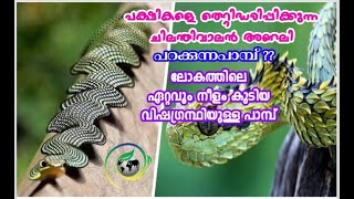 ലോകത്തെ അത്ഭുതപ്പെടുത്തുന്ന പാമ്പുകൾ Most Amazing Snakes in The World