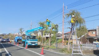 倉敷美観地区で柳のせん定　観光地の“今”は？　岡山