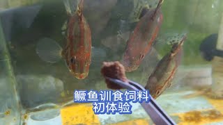 鳜鱼训食吃鲈鱼饲料，初次尝试。大家看看这样忽悠行不行？