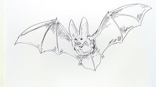 cara menggambar kelerawar ( how to draw bat)
