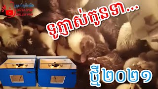 របៀបភ្ញាស់កូនទា/លក់កូនទា/ទាកាប៉ា/088-368-3444