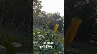 কুমারি লতা।#shorts#shortvideo#shortvirel#subscribers#