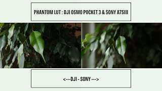 DJI Osmo Pocket 3 \u0026 Sony a7siii - DLOGM \u0026 SLOG3 // Matching Colors? Does it Match?