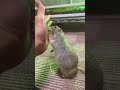 飼い主の茶番にお付き合い下さい〜part2〜 ピー助 リチャードソンジリス animal