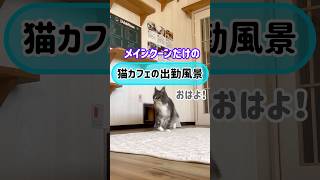 メインクーンだけの【猫カフェの出勤風景】#cat #cooncat #もふ