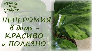 ПЕПЕРОМИЯ | Уход в домашних условиях | Сплошная польза