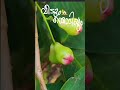 വീടും തൊടിയും ♥️🌳🏡