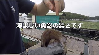 イシダイもクエもシマアジも思いのまま釣れる釣堀in三重県傳八屋　釣ガチ海上釣堀＃127