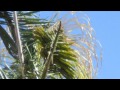 Help For Sick Queen Palms With Diseases Mesa, Arizona  #warnerstreesurgery.com  (480)969-8808