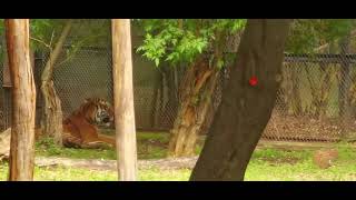 Gigantic tiger and white tiger