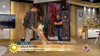 Lyder Lilla Nymo andra än Fredrik Steen? - Nyhetsmorgon (TV4)