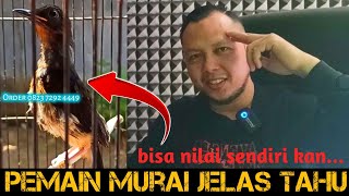 APAKAH ADA TROTOL YG NGERI SEPERTI INI‼️PEMAIN MURAI SEJATI PASTI PAHAM‼️KICAU MANIA PAHAM KUALITAS❗