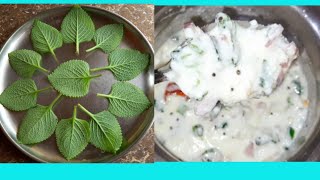 പനികൂർക്ക ഇല പച്ചടി/Healthy and Tasty pachadi recipe in malayalam By Garden Lover Thejas K H