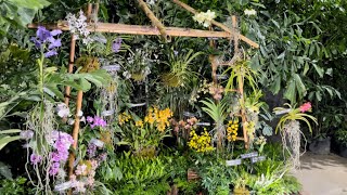 Orchid Haul, Tamiami International Orchid Festival, Great Finds, Biggest \u0026 Best Orchid Haul of 2022