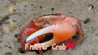 招潮蟹🦀 泥灘上覓食🔎